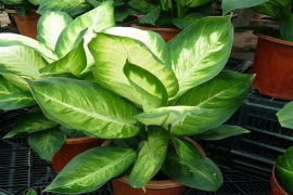 生肖羊的守护神，祥瑞之选，探寻吉祥物的秘密