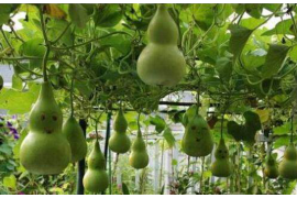 情感咨询加盟,如何选择与开启成功之路?